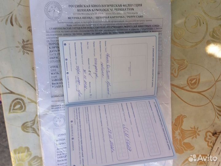 Чихуахуа мини кобель