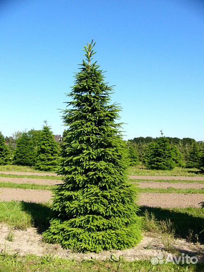Ель Голубая из питомника с доставкой