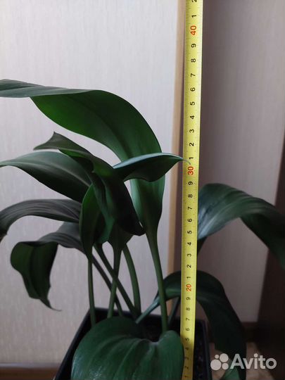 Эухарис амазонская лилия