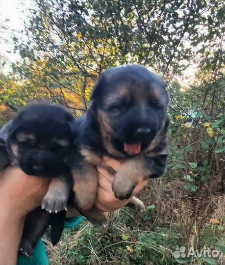 Щенки немецкой овчарки