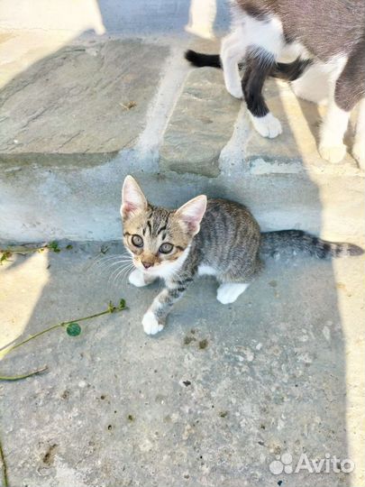 Природные котики