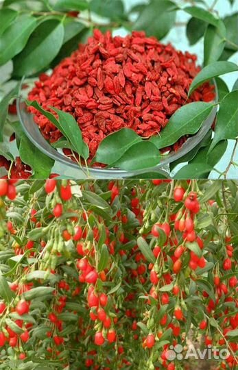 Ягода Годжи, китайский лимонник, девясил-саженцы