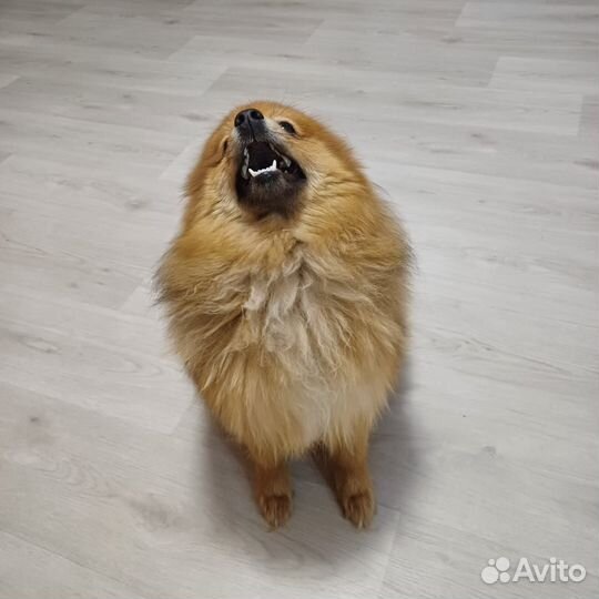 Шпиц немецкий