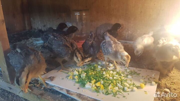 Инкубационные яйцо и цыплята