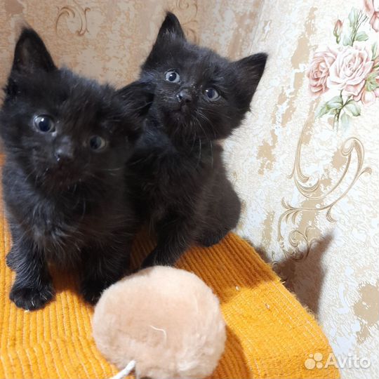 Котятки в добрые руки
