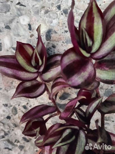 Традесканции сортовые