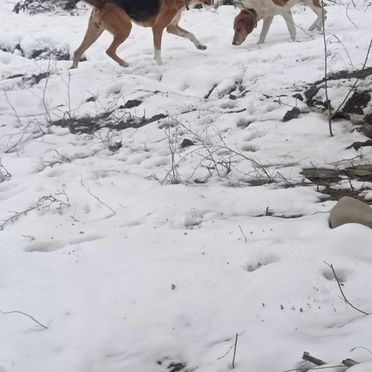 Русская гончая, щенок