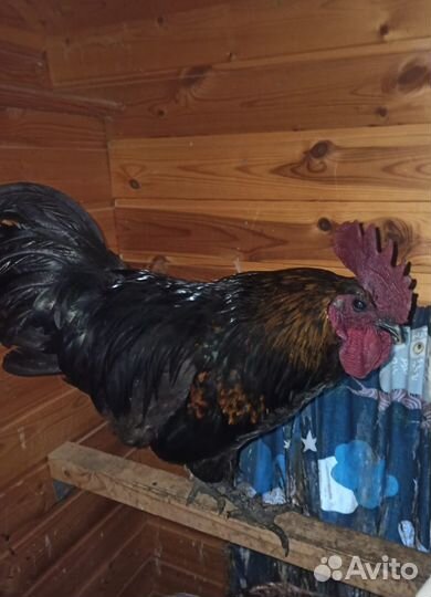 Петух Ухейилюй