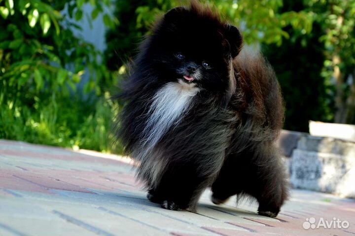 Шикарный мальчик мини