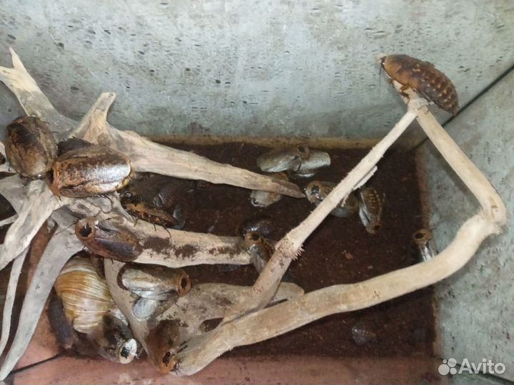 Таракан Archimandrita tessellata