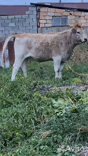 Тёлка с коровой