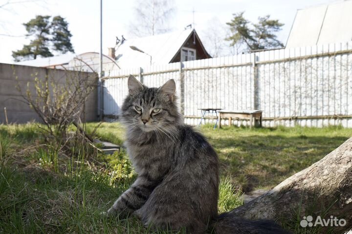 Sony а5000(16-50мм f3.5-5.6 OSS) Сумка+4гб+Коробка