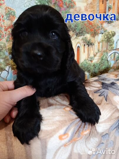 Щенки кокера спаниеля