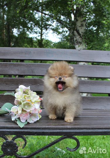 Померанский шпиц девочки