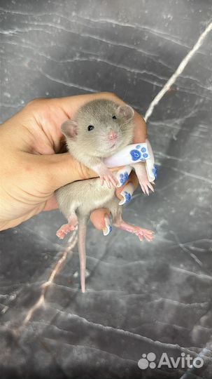 Крыса Дамбо. Крысята девочка. Крыса