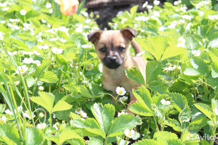 Щенок метис маленькой собачки в дар