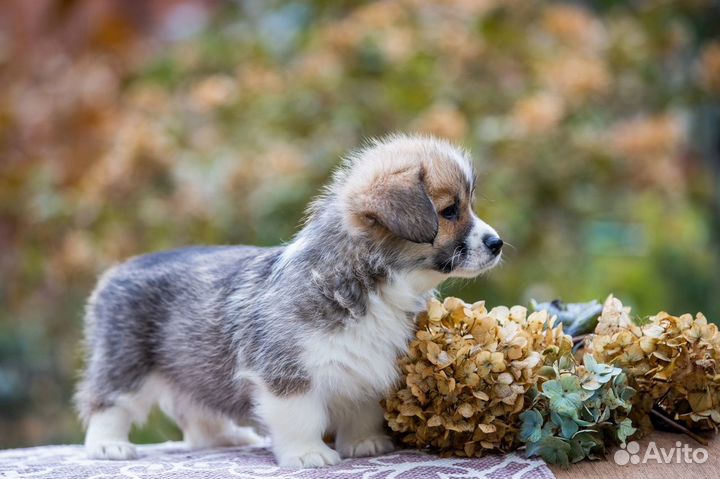 Мальчик пемброк