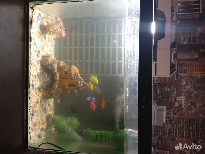 Аквариумные рыбки