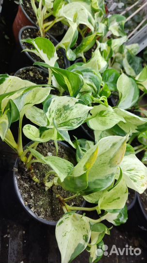 Сциндапсус Хэппи Лиф