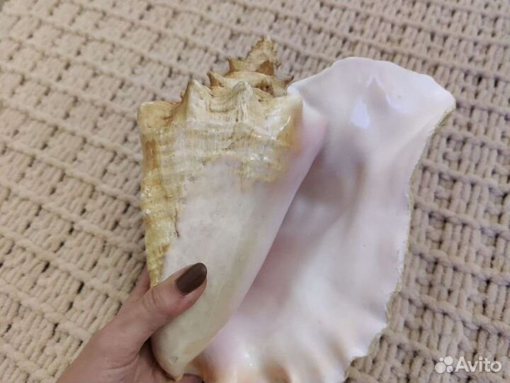 Морская ракушка