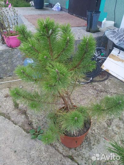 Сосна горная Муго, Пумилио, сосна крымская, черная