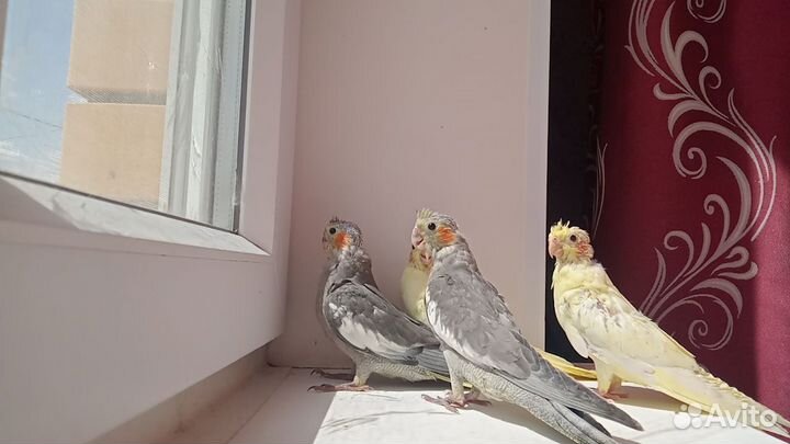 Попугай корелла птенец