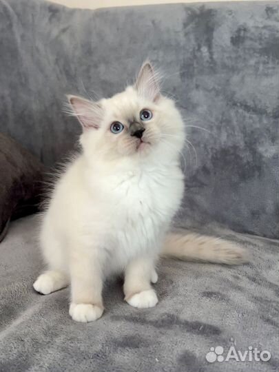 Котята рэгдолл