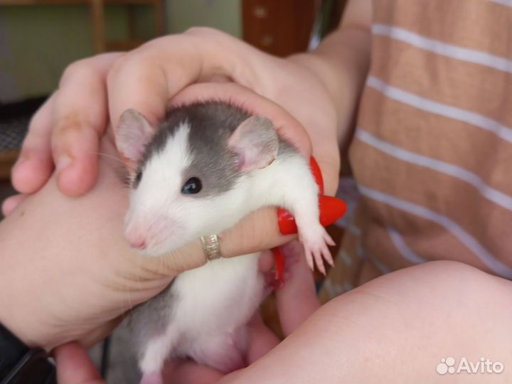 Декоративная крыса