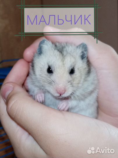 Сирийские хомячки
