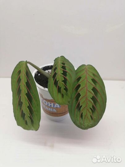 Маранта триколор