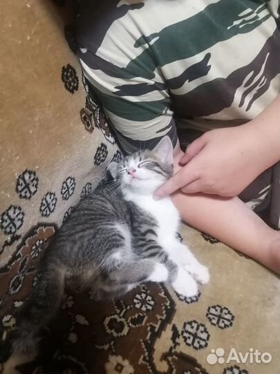 Отдам котенка в добрые руки