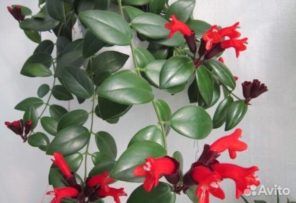 Эсхинантус (черенки)