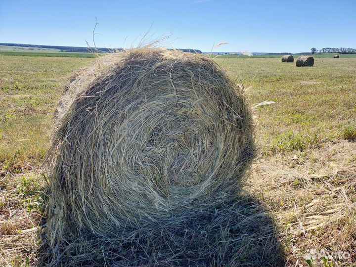 Сено люцерны в рулонах