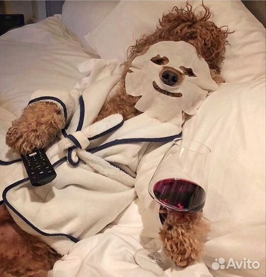 Зооняня, передержка, гостиница для питомца