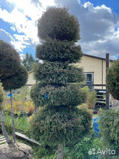 Можжевельник формированный виргинский