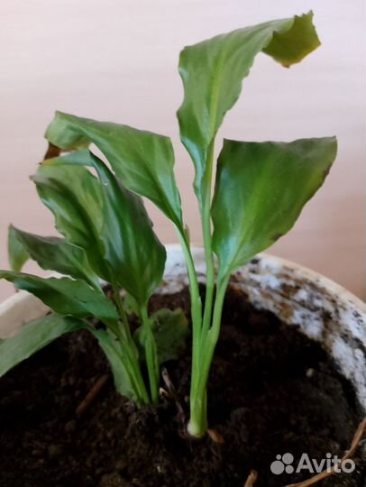 Спатифиллум