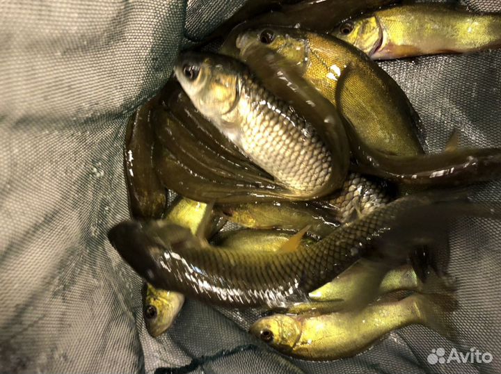 Живая рыба амур, линь
