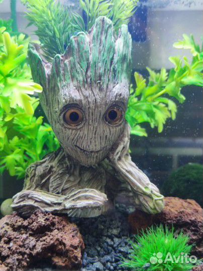 Аквариум под ключ с петушком