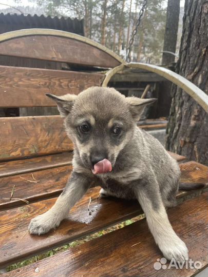 Малыши ищут хозяев