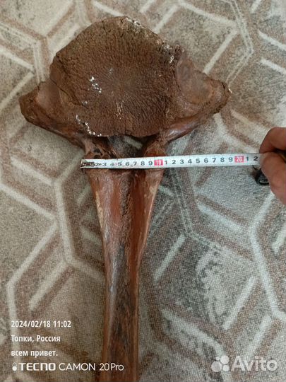 Кость мамонта