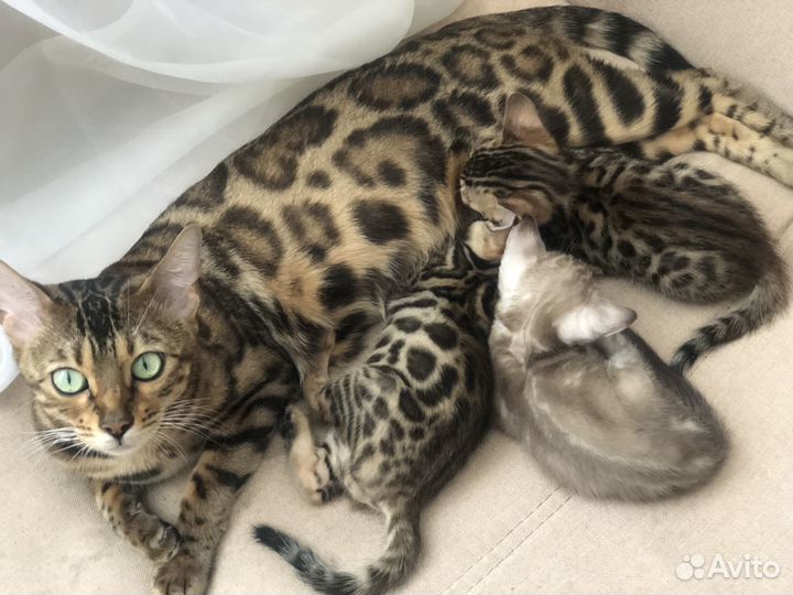 Бенгальский котик