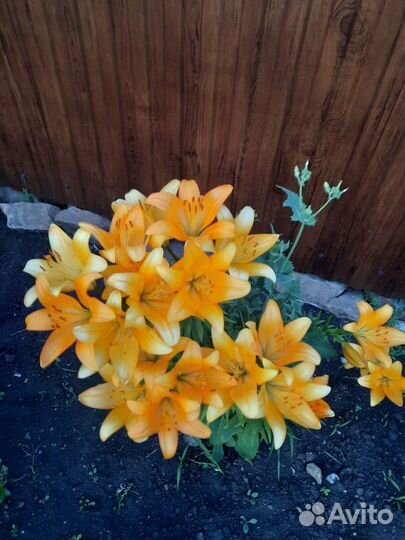 Садовые многолетние цветы