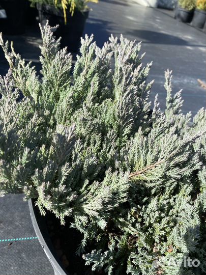 Можжевельник горизонтальный Блю Чип