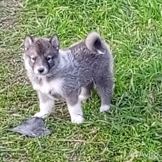Западно сибирская лайка