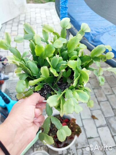 Рождественник шлюмбергер 