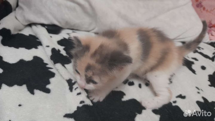 Кошка в дар