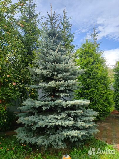 Ёлка живая
