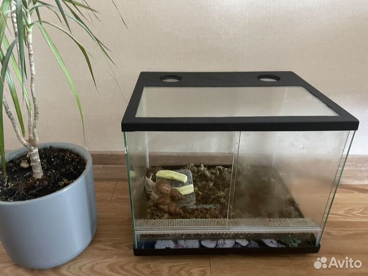 Аквариум с улитками прямоугольный