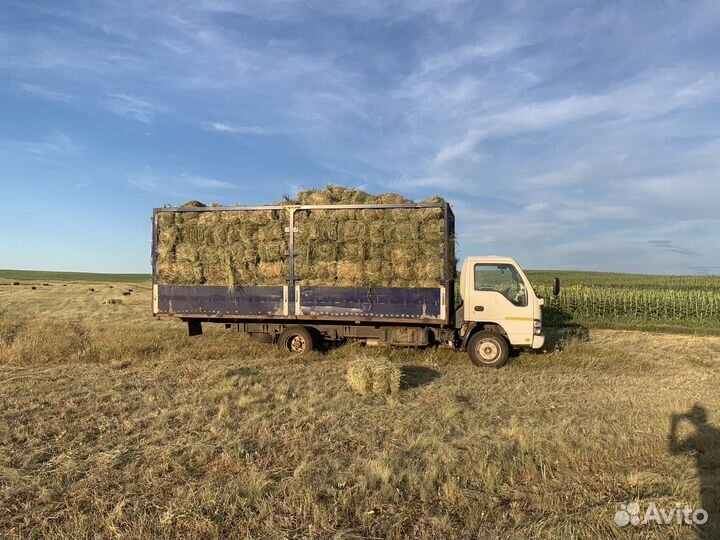 Сено в тюках. Зеленое. Покос 2024