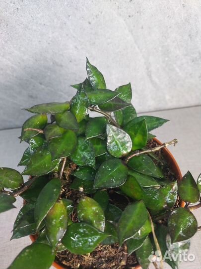 Хойя Black Leaves